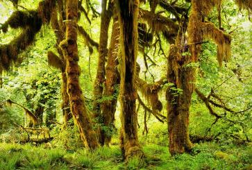Moss-covered bigleaf maple trees in the Hoh Rainforest