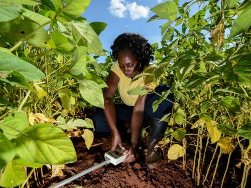 A woman inspects the soil in a field