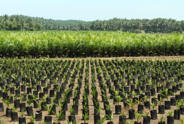 An oil palm nursery near Bengkulu, Sumatra