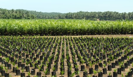 An oil palm nursery near Bengkulu, Sumatra