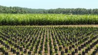 An oil palm nursery near Bengkulu, Sumatra