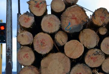 Stack of wood logs