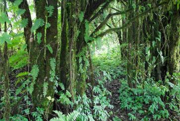 Forest in Thailand