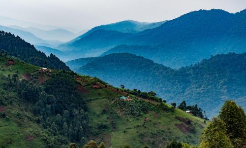 image depicting forestry in uganda