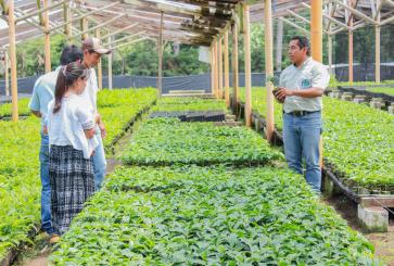 Guatemala nursery
