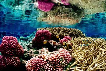 Coral reef at Palmyra Atoll National Wildlife Refuge. Flickr/US Fish and Wildlife Service