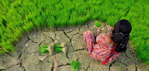 adaptation neil palmer ciat.jpg