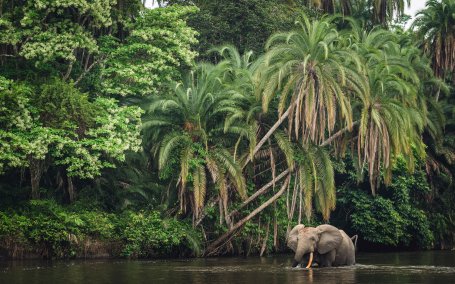 An African forest elephant wades through the Lekoli River in the Republic of the Congo. 