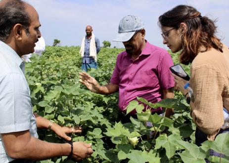 Monitoring crops.