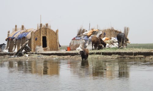 Water buffalo wade among the reed houses of the Ahwar marshes.