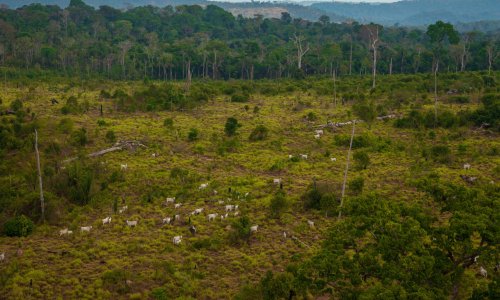 An area of cleared forest with cattle grazing on it.