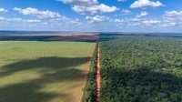 Huge soybean crop in a deforested area of ​​the Amazon rainforest in Mato Grosso, Brazil