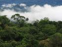 Amazon rainforest