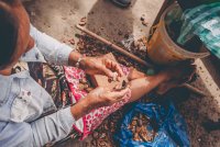 An Indigenous women hand cracking Brazil nuts