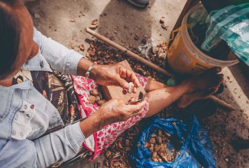 An Indigenous women hand cracking Brazil nuts