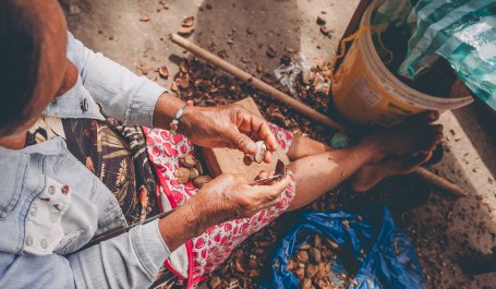 An Indigenous women hand cracking Brazil nuts