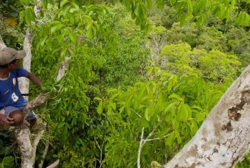Man building a canopy blind in a tropical forest