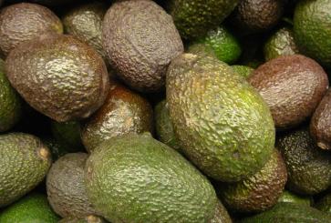 Avocado