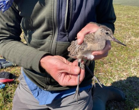 B6, a bar-tailed godwit, showing off his tracking tag.