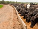 Beef cattle on a U.S. ranch