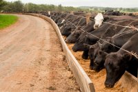 Beef cattle on a U.S. ranch