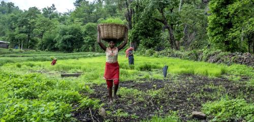 Women in Sankdi village, in India's Narmada District, work in their village field. Photo by...