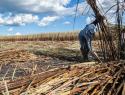 Sugarcane farm in Brazil.