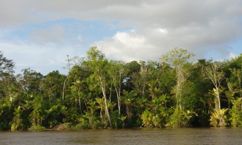 The Amazon rainforest in Brazil.