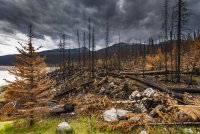 Aftermath of a forest fire in Jasper National Park, Alberta, Canada