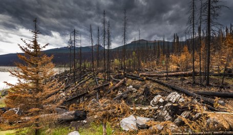 Aftermath of a forest fire in Jasper National Park, Alberta, Canada