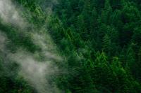 A forest in a fog.