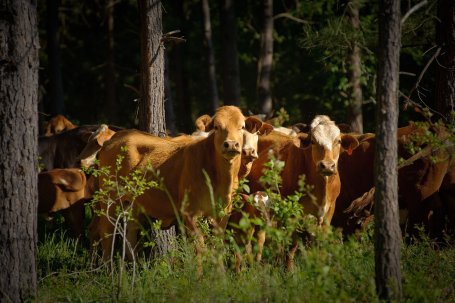 Cows grazing among trees.