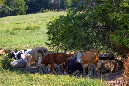A group of cattle clustered in the shade under a tree.