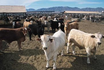 Cattle