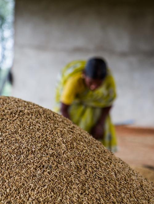 cgiar climate indian farmer.jpg