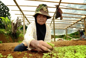 woman-planting-cabbage