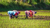 Farmers plant rice seeds in a field in Indonesia
