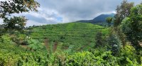 Complex landscape of smallscale farm in Rwanda.