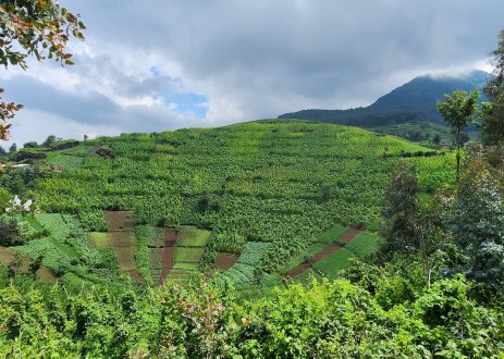 Complex landscape of smallscale farm in Rwanda.