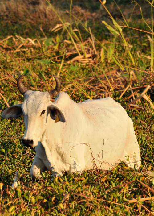 Cow grazing in Palo Verde National Park