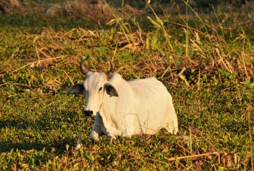 Cow grazing in Palo Verde National Park