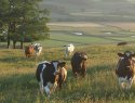Six cows grazing in an open field. 