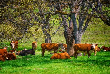 Cows lounging under trees for shade.