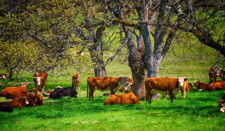 Cows lounging under trees for shade.