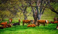 Cows lounging under trees for shade.
