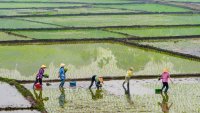 Five women farm lush green flooded rice patties.