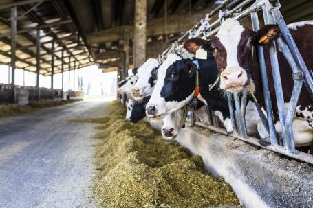 Dairy farm cows.