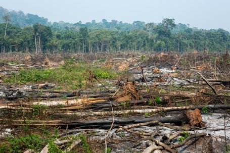 Illegal logging in the Amazon.