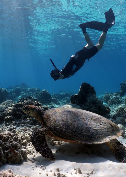 Diver and sea turtle.