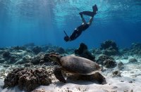 Diver and sea turtle.